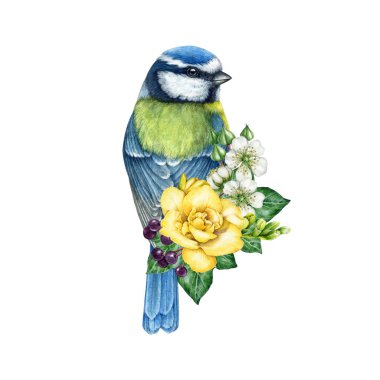 Blue tit bird with garden flowers decoration. Watercolor illustration. Hand painted garden bird with yellow freesia, raspberry flowers, ivy leaves element. Blue tit floral decor. White background.
