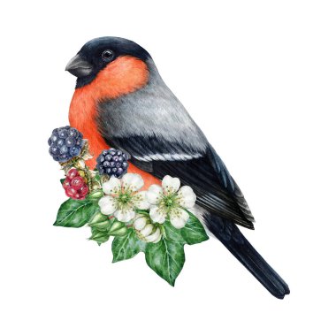 Çiçek desenli bahçe kuşu. Suluboya resim. Bahçedeki ahududu çiçekli, böğürtlenli ve sarmaşık yapraklı ispinoz kuşu. Çiçekli ispinoz kuşu. Beyaz arkaplan.