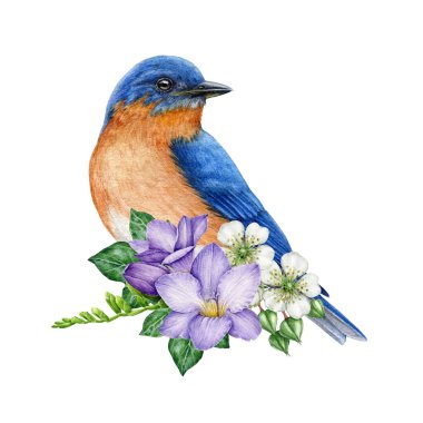 Çiçek desenli mavi kuş. Suluboya çizimi. Frezyalı el boyalı bahçe kuşu, ahududu çiçekleri, sarmaşık yaprakları süslemesi. Çiçek desenli doğu mavisi bir kuş. Beyaz arkaplan.