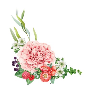 Bahar çiçeği taze çiçek dekoru. Suluboya klasik resim. Elle boyanmış yeşil yapraklı narin bahçe çiçekleri. Pembe şakayık, ahududu, sarmaşık yaprağı. Beyaz arkaplan.