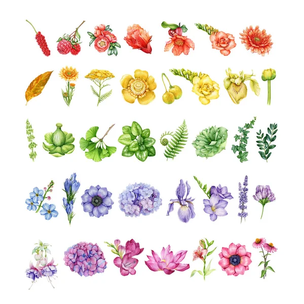 Garden flowers in rainbow colors set. Watercolor illustration. Hand drawn different garden flowers, herbs, greens in rainbow colors. Floral vintage style element set. White background.