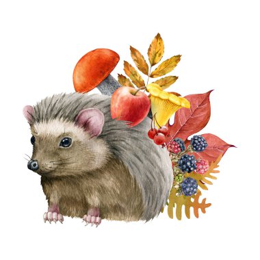 Mantarlı, elmalı, sonbahar yapraklı şirin kirpi. Suluboya çizimi. Sonbahar mevsimi konforlu dekorasyonu. Sonbahar hasat dekorlu kirpi. Şirin orman hayvanı, ıssız bir yere düştü..