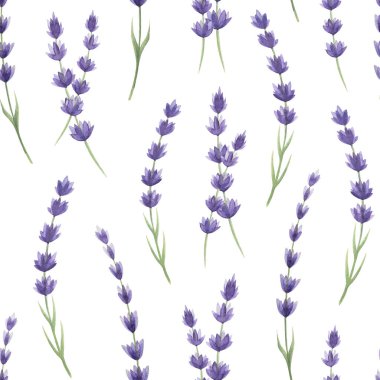 Lavanta çiçekleri kusursuz desen. Suluboya çizimi. Elle çizilmiş organik lavandula şifalı bitki tomurcuklardan oluşur. Beyaz arka planda lavanta çiçekleri pürüzsüz desen.