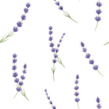 Lavanta çiçekleri kusursuz desen. Suluboya resim. Organik lavandula şifalı bitkinin tomurcukları vardır. Beyaz arkaplanda lavanta çiçekleri.