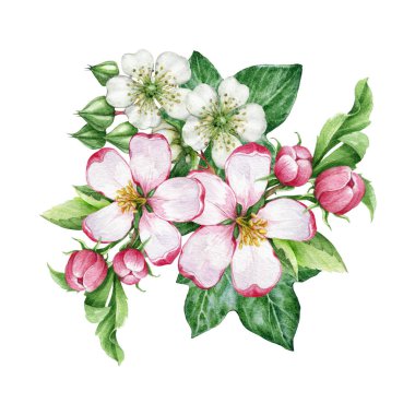 Bahar çiçekleri suluboya dekoru çizer. Elle çizilmiş elma ağacı ve sarmaşık yapraklı ahududu çiçekleri. Bahar mevsimi yumuşak çiçek süsleme elementi. Beyaz arkaplanda izole
