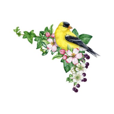 Klasik bir bahar havası. Kuş ve çiçeklerle süslenmiş. Suluboya çizimi. Çiçekli ispinoz kuşu, mürver, sarmaşık yaprağı. Beyaz arkaplanda ilkbahar dekorasyon ögesi
