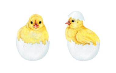 Kırık yumurta kabuklu yeni doğmuş civciv. Suluboya resim. Yumurta koleksiyonundan elde çizilmiş küçük tüylü tavuk. Yeni doğmuş civciv çiftlik kuşu elementi beyaz arka plana ayarlandı.