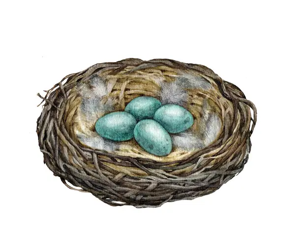 Πουλιά Φωλιάζουν Αυγά Υδατογραφία Ζωγραφισμένη Εικόνα Χειροποίητη Άγρια Φύση Ζεστή Εικόνα Αρχείου
