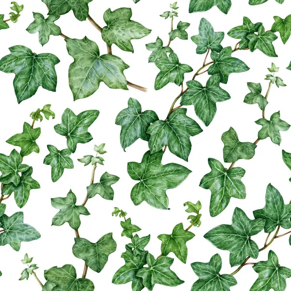 Ivy plant seamless pattern. Watercolor illustration. Green lush hedera helix painted image. Botanical fresh green stem with leaves and buds. Garden evergreen plant seamless pattern. White background.