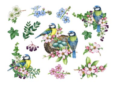 Spring decor set with garden birds, flowers. Watercolor vintage style illustration. Hand drawn blue-tit bird, nest, garden flowers elements. Spring season cozy painted collection. White background.