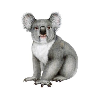 Koala ayı suluboya çizimi. El, Avustralya 'nın yerli vahşi hayvan resmini çizdi. Beyaz arka planda oturan sevimli gri koala. Avustralya 'ya özgü komik tüylü orman hayvanı izole edildi.