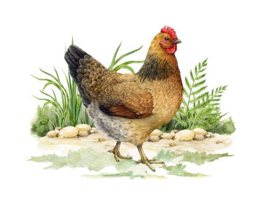 Yeşil çimenli suluboya resimli tavuk çiftliği kuşu. Elle boyanmış gerçekçi ayrıntılı tavuk unsuru. Şirin, tüylü, kahverengi tavuk çiftlikte yeşilliklerle yürüyor. Yerdeki piliç izole edildi..