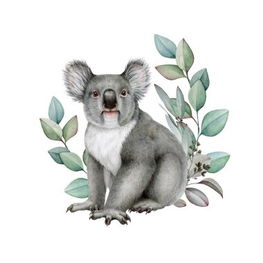 Okaliptüs yaprağı desenli şirin koala. Suluboya çizimi. Elle boyanmış vahşi yaşam Avustralya yerli hayvanı. Okaliptüs çiçeği süslemeli gri koala. Beyaz arkaplan.