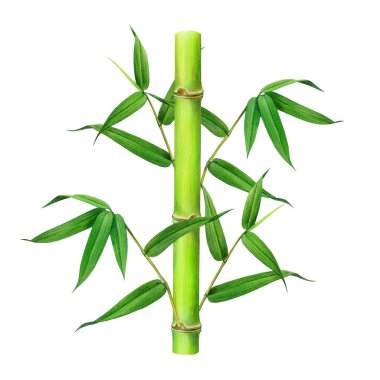 Yeşil yapraklı bambu bitkisi sapı. Suluboya çizimi. Dalda elle boyanmış yeşil yaprak. Bambu sapı, yeşil yapraklar botanik boyalı element. Beyaz arkaplanda izole.