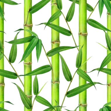 Yeşil yapraklı, dikişsiz bambu bitkisi sapı. Suluboya çizimi. Dalda elle boyanmış yeşil yaprak. Bambu sapı, yeşil yapraklar pürüzsüz desen. Beyaz arkaplan.