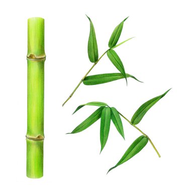 Bambu bitki sapı ve yaprak seti. Suluboya çizimi. El boyası, dallı yeşil yaprak. Bambu dalı, yeşil yapraklar boya koleksiyon elementi. Beyaz arkaplanda izole.