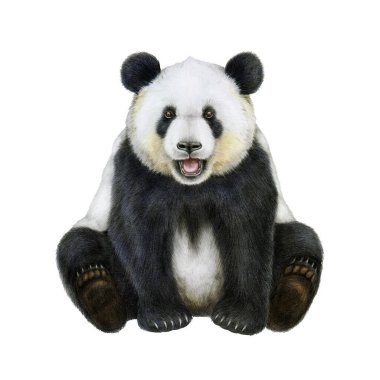 Panda suluboya çizimi. El yapımı, şirin Asya ayısı. Oturan sevimli dev panda resim çizmiş. Ailuropoda melanoleuca Çin 'in yerli vahşi hayvan. Beyaz arkaplan.