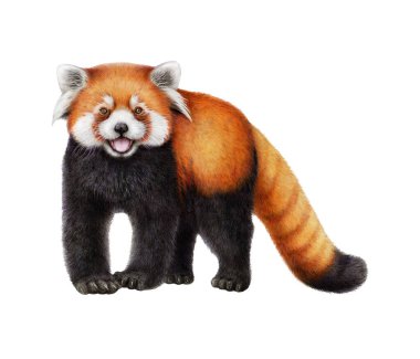 Kızıl panda hayvan suluboya çizimi. El çizimi Ailurus fulgens. Beyaz arka planda şirin, küçük, vahşi hayvan panda. Komik Çinli yerli memeli.. 
