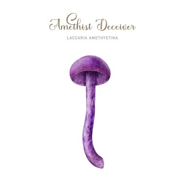 Amethyst deceiver mushroom watercolor illustration. Laccaria amethystina fungus painted single element. Amethyst deceiver edible forest mushroom on white background. clipart