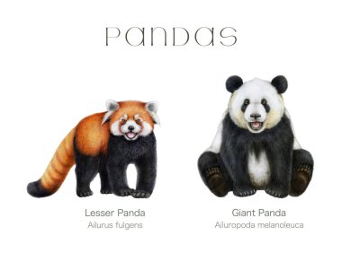 Dev panda ve daha küçük panda el boyama seti. Ailuropoda melanoleuca ve Ailurus fulgens beyaz arka planda. Şirin tüylü Asyalı yerli hayvanlar..