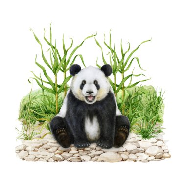 Panda yeşil çimenler ve bastonla yerde. Suluboya çizimi. Oturan sevimli dev panda resim çizmiş. Ailuropoda melanoleuca Çin 'in yerli vahşi hayvan. Beyaz arkaplan.