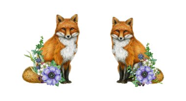 Çiçek dekoru boyanmış şirin tilki. Klasik suluboya çizimi. Çiçek süsleme elementi ile el çizimi şirin kırmızı tilki. Beyaz arkaplanda çiçek koleksiyonu olan kırmızı tilki.