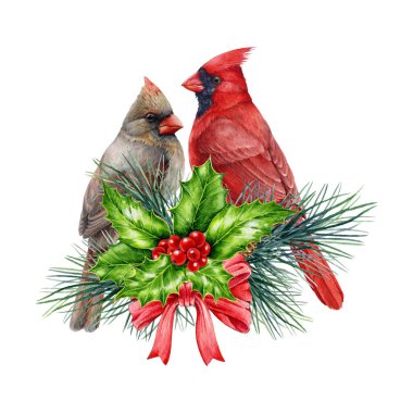 Kış çiçekli kırmızı kardinal kuş çifti. Suluboya çizimi. El, çam dalları ve kutsal yapraklarla iki kardinal kuş çizdi. Beyaz arka planda Noel zamanı şenlikli çiçek dekoru.