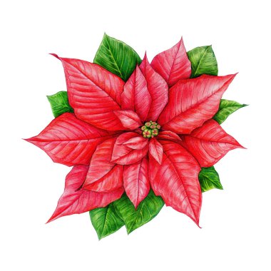 Poinsettia bitki suluboya çizimi. El yapımı klasik Noel yıldızı çiçeği. Dekorasyon için kış mevsimi geleneksel şenlik çiçeği. Beyaz arkaplanda izole.