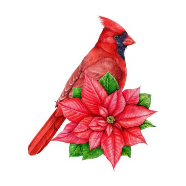 Noktalı çiçek desenli kırmızı kardinal kuşu. Suluboya klasik resim. Kuş ve Noel yıldızı çiçeğiyle el çizimi kış festivali dekorasyonu. beyaz arkaplanda izole.