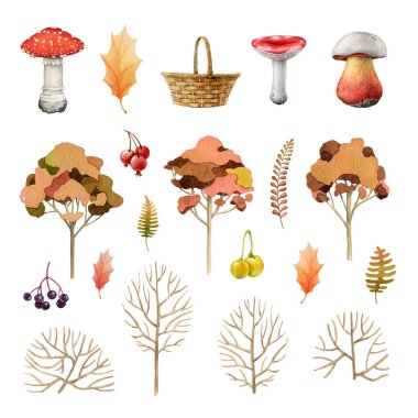 Sonbahar doğal elementleri seti. Suluboya çizimi. El çizimi sonbahar ağaçları, mantarlar, böğürtlen ve yaprak koleksiyonu. Sonbahar mevsimi orman elementleri koleksiyonu. Beyaz arkaplan.