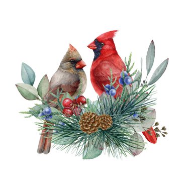 Kış çiçekli kırmızı kardinal kuşlar. Suluboya çizimi. El, çam dalları, okaliptüs ve ardıç ağacı olan iki kardinal kuş çizdi. Beyaz arka planda Noel zamanı şenlikli çiçek dekoru.