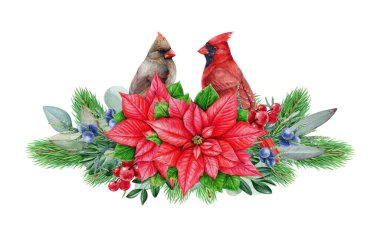 Kırmızı kardinal çift ile kış modası tarzı çiçek dekoru. Suluboya çizimi. Noel zamanı kozalaklı, okaliptüs, böğürtlen ve puantiyeyle boyanmış. Beyaz arkaplan.