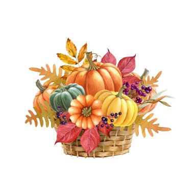 Balkabaklı Şükran Günü süsü. Suluboya klasik resim. Turuncu balkabaklarıyla, meyvelerle, kırsal sepetteki yapraklarla boyanmış sonbahar şenliği dekoru. İzole edilmiş beyaz arkaplan