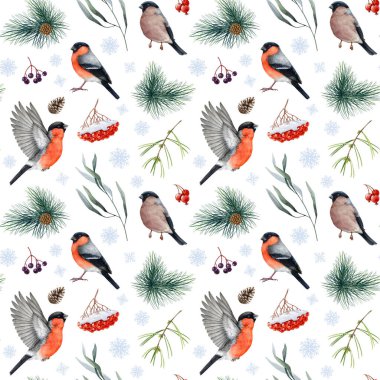 Kış ispinozu kuşları kusursuz desen, doğal elementler, çam dalları, rowanberry karla kaplı. Suluboya çizimi. Orman ispinozu kuşu, böğürtlen, tasarım elementi. Beyaz arkaplan