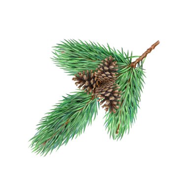 Kozalak elementli çam ağacı dalları resimle boyanmış. El çizimi kozalaklı ağaç dalı. Beyaz arka planda daima yeşil iğneli ladin dalı.