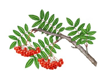 Kırmızı böğürtlenli Rowan ağacı dalı, yeşil yapraklı, sulu boya resimli. El çizimi yaz zamanı beyaz arka planda organik doğal rowanberry dalı öğesi.