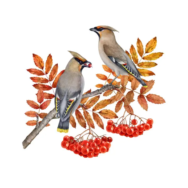 stock image Waxwing birds on autumn season rowan tree branch with red berries. Vintage style forest birds watercolor illustration. Wildlife nature waxwing bird couple on rowan twig isolated on white background.