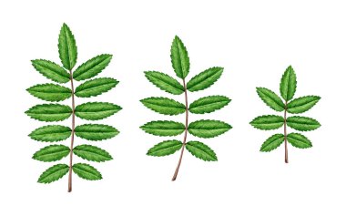 Rowan ağacı yeşil yaprak elementi eski tarz botanik çizim seti. El çizimi taze yeşil kızılcık yaprağı yaprakları beyaz arka planda izole edilmiş..