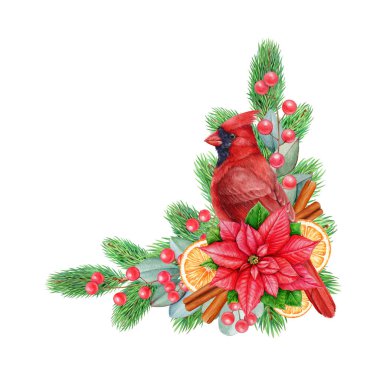 Baharatlı, meyveli, kozalaklı, okaliptüslü kış mevsimi çiçek dekoru. Suluboya vintage boya çizimi. Beyaz arka planda kırmızı kardinal kuşlu Noel süslemesi.