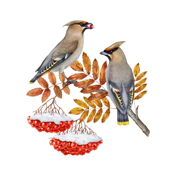 stock image Winter time waxwing birds eating rowan berries covered with snow. Watercolor illustration Bombycilla garrulus avian. Waxwing wildlife forest bird on winter rowanberry tree branch on white background.