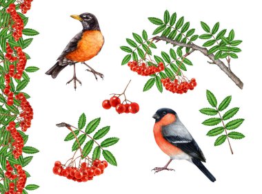 Çilek unsurları ve bahçe kuşları klasik boya seti. Yapraklı, böğürtlenli, ispinozlu, Amerikan bülbülü, beyaz arka planda kusursuz sınır dekoru elementi..