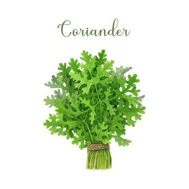 Kişniş otu demeti, boyalı bir iple bağlanmış. Yemek ve baharat için el yapımı taze kişniş bitkisi. Yeşil kişniş otu baharatı ve baharat beyaz arka planda izole edilmiş..