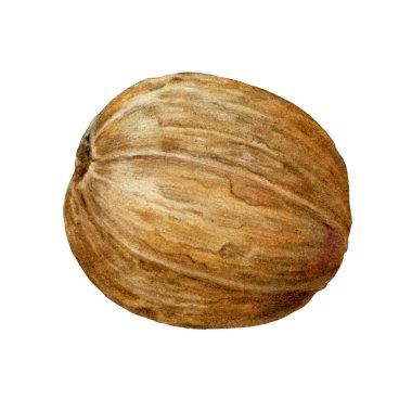 Nutmeg fındık suluboya vintage çizimi. Doğal organik baharat Myristica parfümleri. Tıpta kullanılan el yapımı muskat hindistan cevizi, beyaz arka planda gıda malzemesi ve aromaterapi..