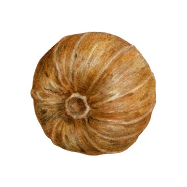 Nutmeg fındık suluboya vintage çizimi. Doğal organik baharat Myristica parfümleri. El yapımı muskat hindistan cevizi. İlaç, yemek ve aromaterapi olarak kullanılıyor. Beyaz arkaplanda izole.