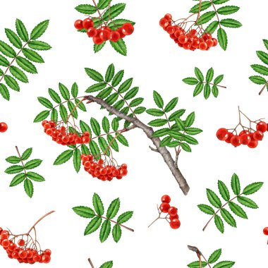 Yaz zamanı Rowan Ağacı elementleri kusursuz desen oluşturuyor. Suluboya, eski tarz botanik çizimler. Beyaz arka planda elle çizilmiş organik doğal rowanberry dikişsiz desen tasarımı ögesi.