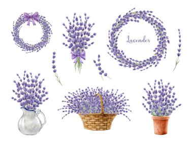 Lavanta bitkisi zarif dekor düzenleme ögesi seti. Suluboya resim. Eflatun çiçeklerinden yapılmış klasik bir dekorasyon. Beyaz arka planda Lavandula organik bitki seti.