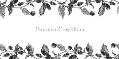 Psoralea corylifolia herb seamless border. Hand drawn vintage style graphic illustration. Medicinal plant with bakuchiol natural retinol. Psoralea herb seamless border element on white background. clipart