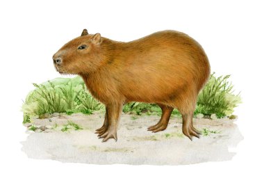Çimenli zemindeki kapibaralı hayvan resimlerini çizdi. Antika el yapımı Hydrochoerus hydrochaeris Güney Amerika yerli vahşi yaşam memelisi. Beyaz arka planda duran sevimli Capybara.