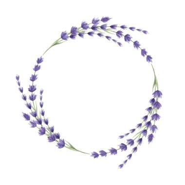 Lavanta çiçeği zarif çelenk suluboya resim. Eflatun çiçekten yapılmış klasik tarz yuvarlak dekorasyon. Beyaz arka planda Aroma lavandula organik bitki rustik çiçek çelengi.
