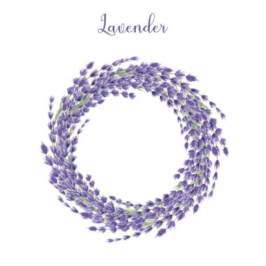 Lavanta çiçeği zarif çelenk suluboya resim. Eflatun çiçeklerden yapılmış klasik tarz yuvarlak dekorasyon. Beyaz arka planda Aroma lavandula organik bitki rustik çiçek çelengi.